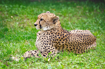 Fototapeta na wymiar Cheetah resting on the grass