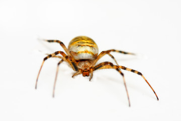 araignée