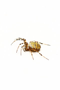 araign&eacute;e