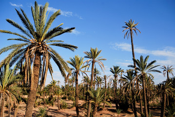 Palmeraies à Marrakech