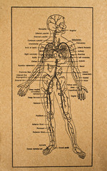 internal organs system