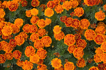 background of orange flowers