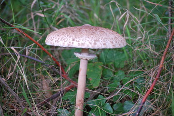 Pilz