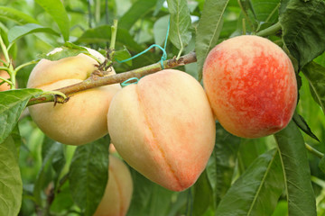 fruit - peaches
