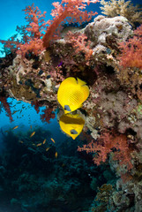 Fototapeta na wymiar Vibrant tropical Soft coral reef and tropical fish