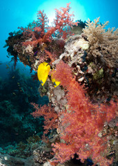 Fototapeta na wymiar Vibrant tropical Soft coral reef