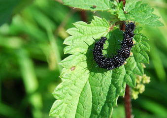 Tagpfauenauge Raupen q.