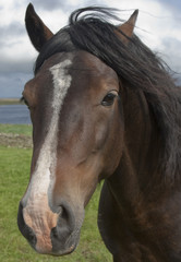 Fototapeta premium Portrait of a horse on a meadow