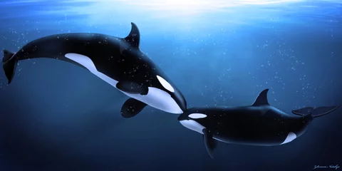 Crédence de cuisine en verre imprimé Orca tendresse des orques
