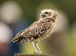 Portrait of a Burrowing Owl