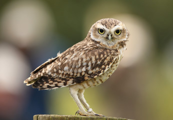Portrait of a Burrowing Owl - obrazy, fototapety, plakaty