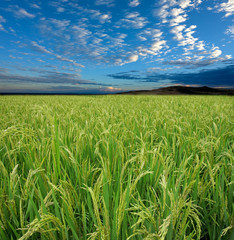 Lush green rice field with a blue sky and clouds © EcoView