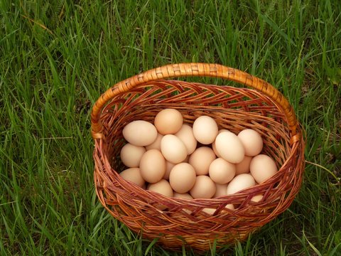 Wicker basket with chicken eggs on green grass