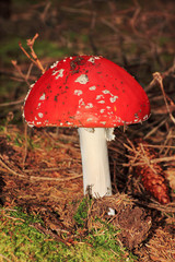 The fly Amanita