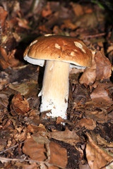 The white Summer Boletus in the Forest