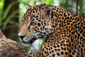 Fototapeta na wymiar Jaguar bliska