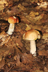 Two white Summer Boletuses in the Forest