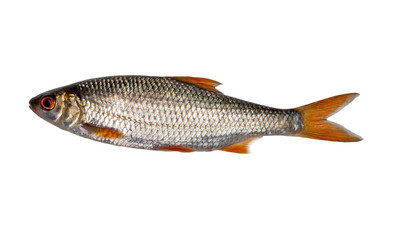 large isolated on white roach