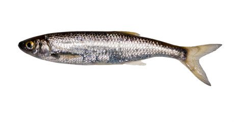 small bleak on white