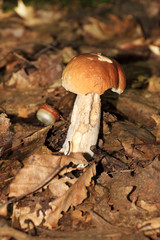 The white Summer Boletus in the Forest