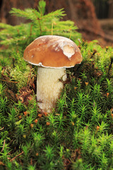 white Summer Boletus in the Forest