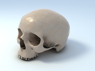 human skull 3d illustration
