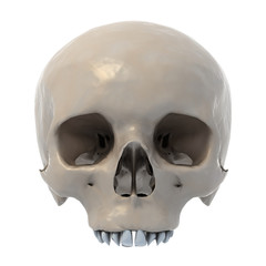 human skull 3d illustration isolated on white background