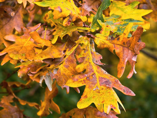 Leaves of acorn in autumn colors