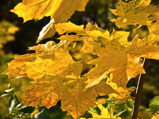 Autumn color of maple leaves in sunshine