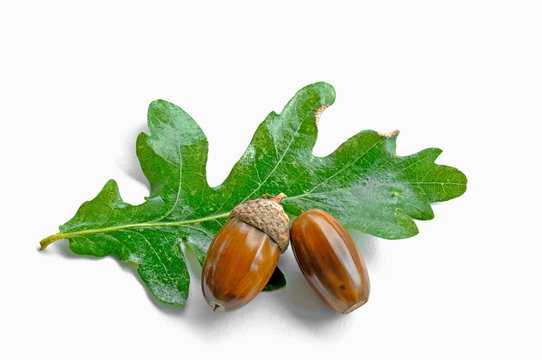 2 Eicheln auf Blatt