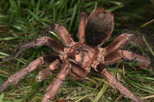 Vogelspinne (Phormictopus cochleasvorax)