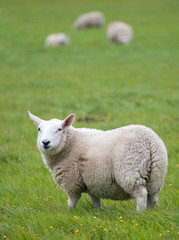 Naklejka na ściany i meble sheep in farmers field