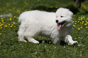 berger blanc suisse marchant de profil