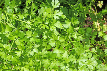 persils du jardin