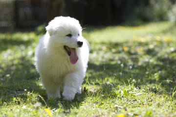 chiot berger blanc suisse debout de face © CallallooFred