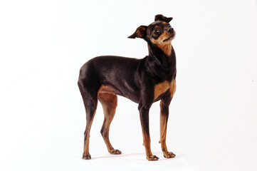 Pinscher © sery