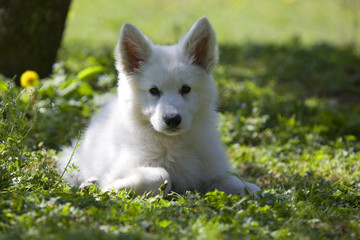 chiot berger blanc éveillé © CallallooFred