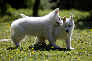 bagarre entre deux chiots bergers blanc