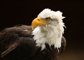 Portrait of a Bald Eagle