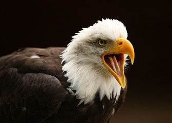 Bald Eagle calling
