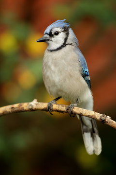 Geai bleu