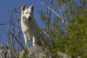 Obraz premium berger blanc suisse sentinelle sur ciel bleu