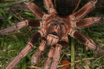 Vogelspinne (Phormictopus cochleasvorax)