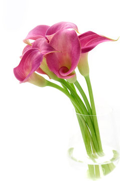 3dRose lsp_49391_1 Callas in Vase Calla Floral Calla Lily Callas Easter Lily Flower Light Switch Cover Calla Lilies 