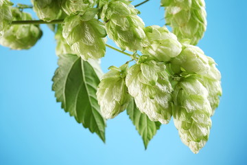 Branch of hops on a blue background