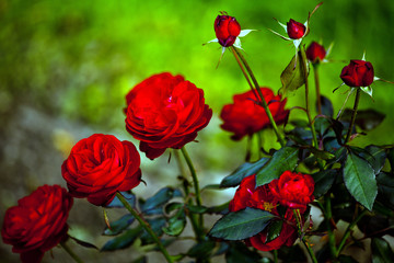 Obraz premium Rote Rosen 438