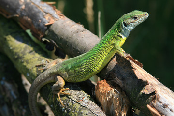 Lizard