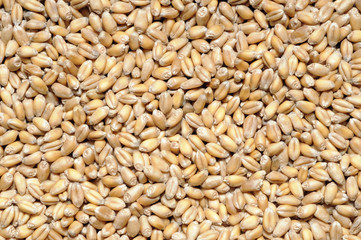 grains of wheat, texture