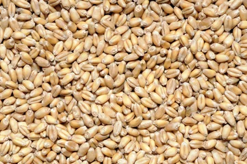 Fotobehang grains of wheat, texture © angelo.gi