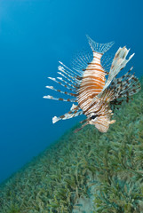 Common lionfish hovering close to the seabed.